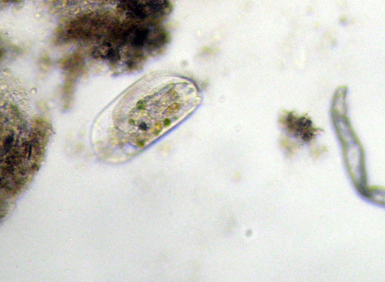 Microscopia delle spiagge adriatiche